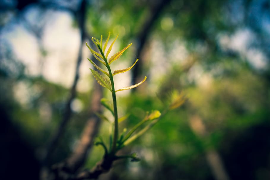 Macro Photography of Green Leaf Plant, nature, growth, green color HD wallpaper