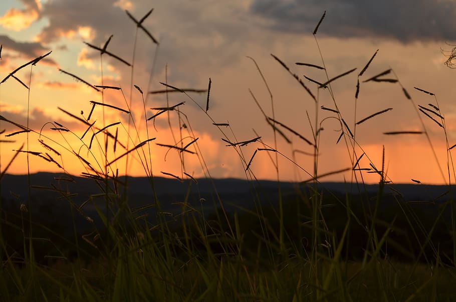 grassy field on sunset, beauty in nature, plant, growth, sky HD wallpaper