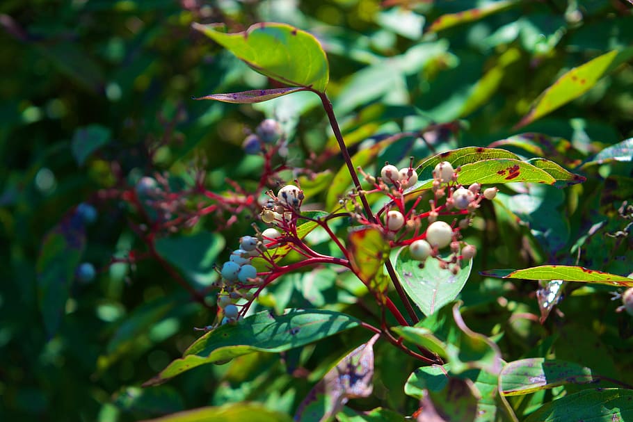 plants, leafs, green, red, bright, growth, plant part, green color HD wallpaper