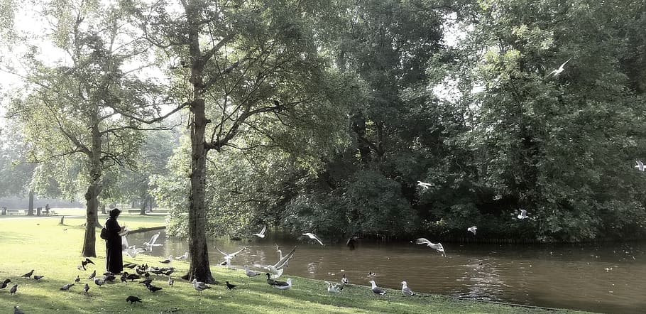 amsterdam, netherlands, tree, plant, water, nature, beauty in nature HD wallpaper