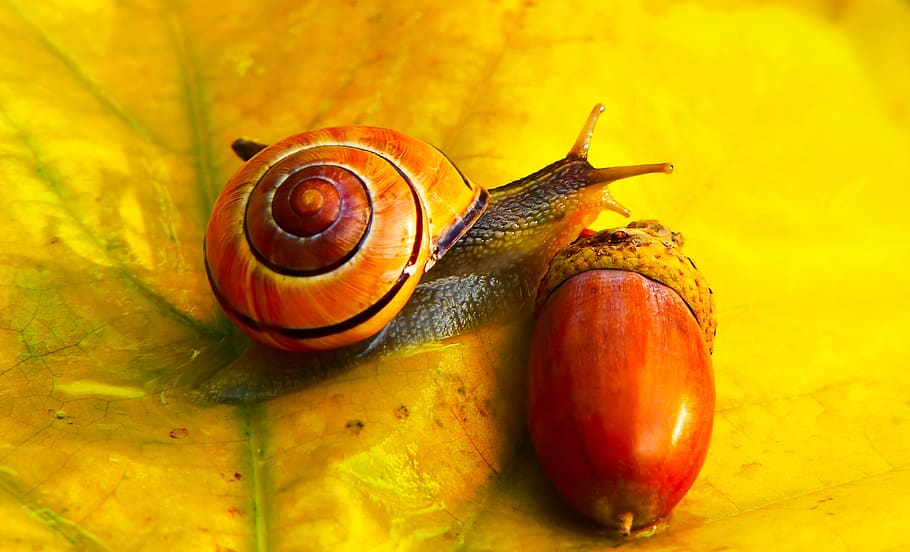 brown snail on yellow leaf, food, plant, pear, fruit, invertebrate HD wallpaper