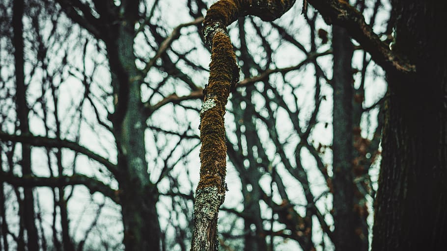 green, forest, nature, wallpaper, adventure, outdoor, lake HD wallpaper