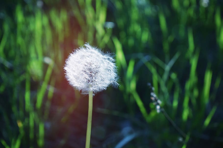 White Dandelion Flower, flora, grass, growth, macro, plant, beauty in nature HD wallpaper