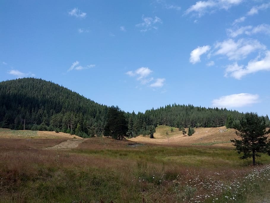 rodopi, forest, tree, plant, sky, tranquility, scenics - nature HD wallpaper