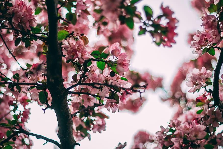 Selective Focus Photo Of Pink Flowering Tree, bloom, blossom HD wallpaper
