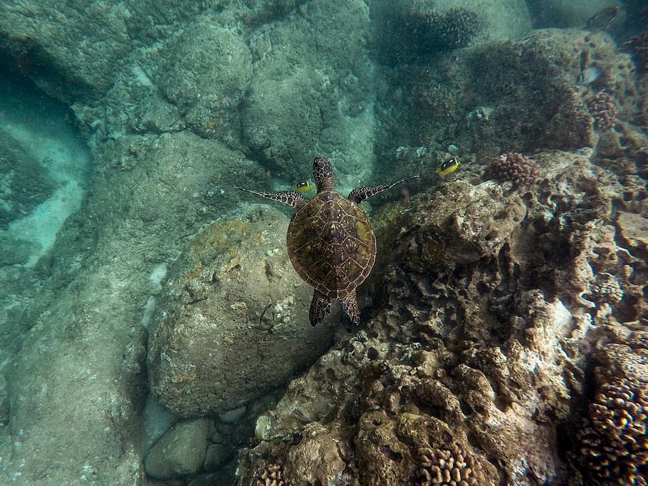 nature, sea, turtle, ocean, blue, water, rocks, fish, corals HD wallpaper