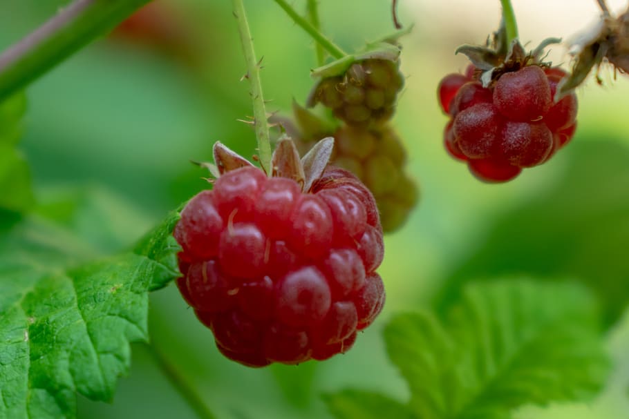 berry, fruit, nature, garden, bloom, blossom, plant, summer HD wallpaper