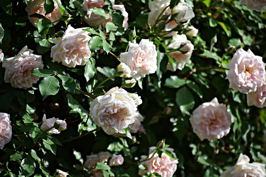 rose, flowers, nature, bloom, blossom, white, petals, spring HD wallpaper