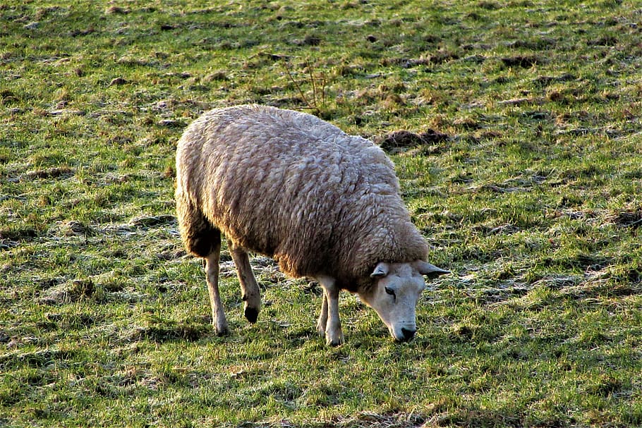 cold, sheep, wool, winter, white, landscape, mammal, enclosure HD wallpaper