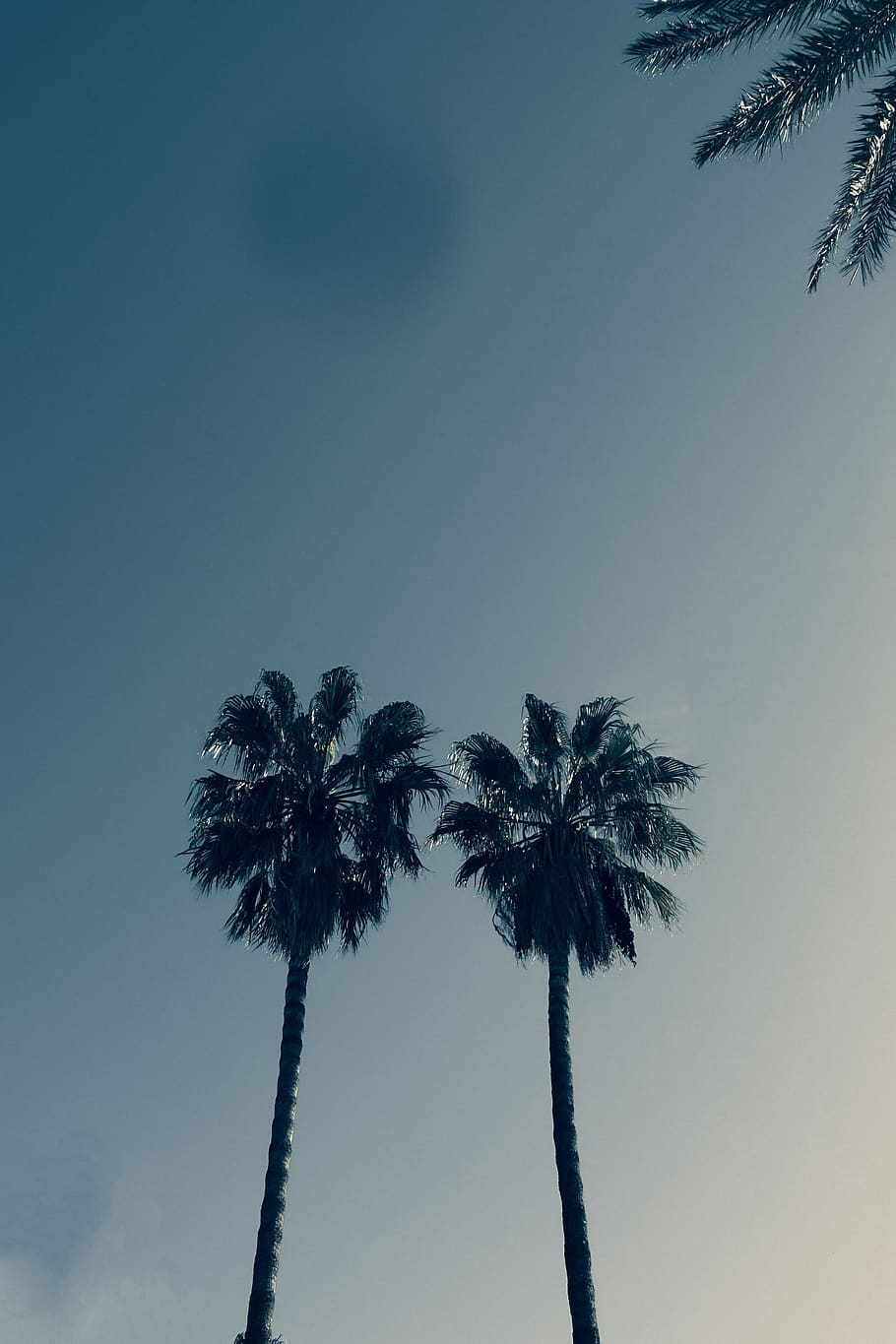 tree, plant, palm tree, arecaceae, spain, summer, sitges, flare HD wallpaper