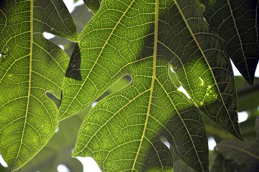 green leaves view, plant, leaf, veins, bird, animal, tree, maple leaf HD wallpaper