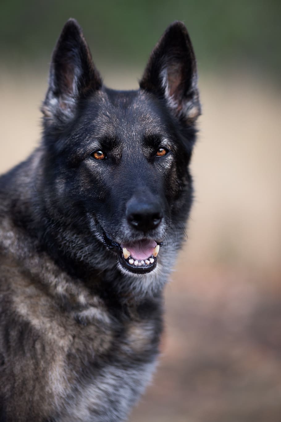 HD wallpaper: german shepherd, dog, large, grey, animal, nature, guard dog  | Wallpaper Flare