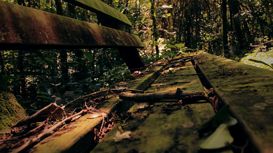 leaf, fall, old, bench, forest, tree, plant, no people, day HD wallpaper