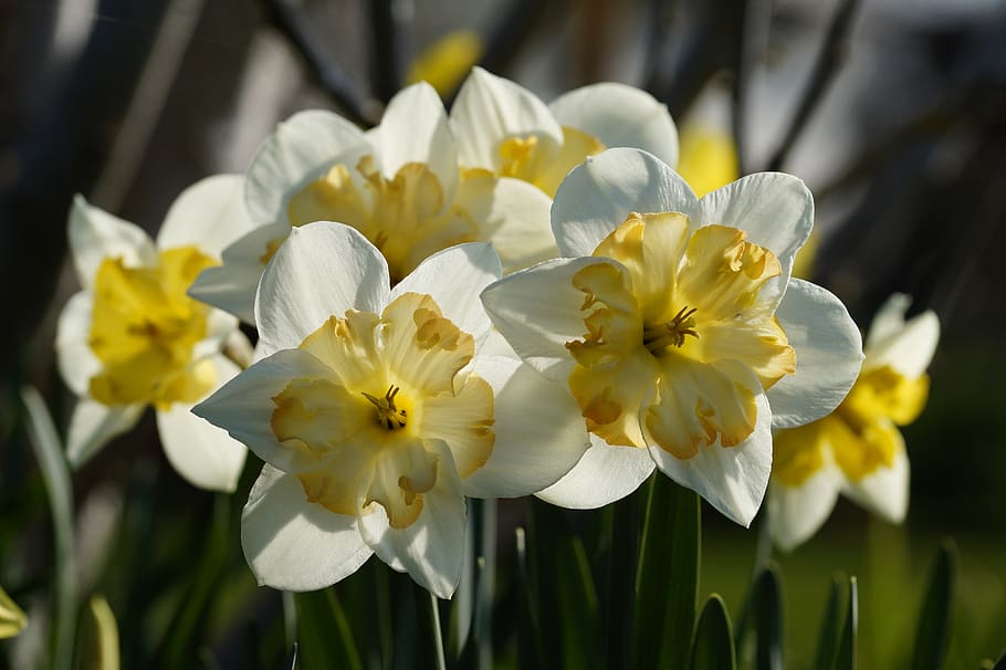 HD wallpaper: daffodils, osterglocken, flowers, nature, narcissus ...