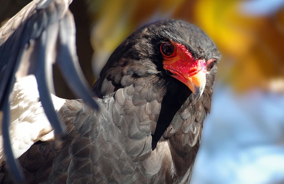 jester, adler, short-toed snake eagle, raptor, bird of prey HD wallpaper