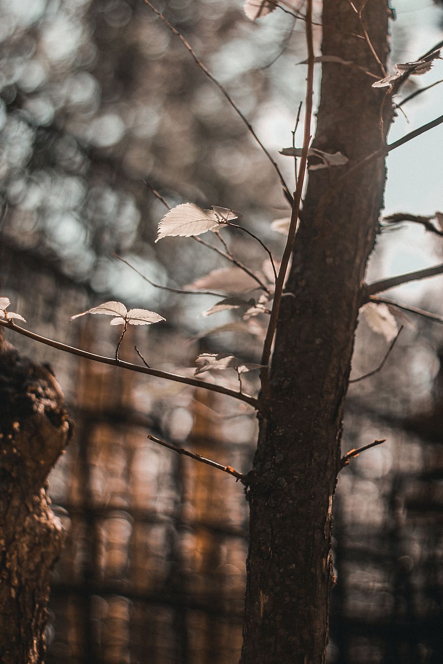leaves growing from tree, russia, kazan, gorkinsko-ometievskiy forest HD wallpaper