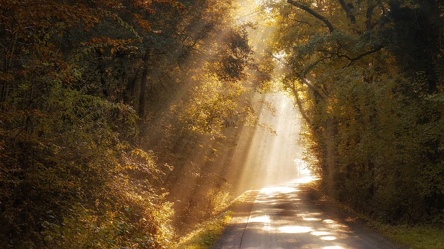 germany, bramsche, autumn, forest, plant, tree, direction, the way forward HD wallpaper