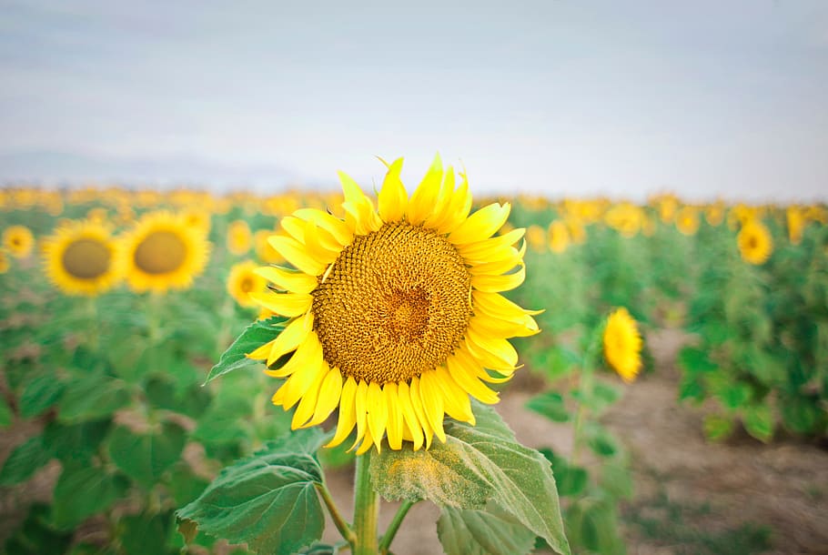 large, sunflower, field, farm, yellow, summer, sky, crops, nature HD wallpaper