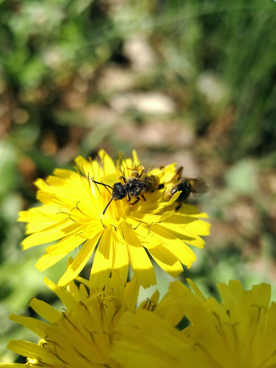 spring, bee, nature, flower, garden, flowering plant, yellow HD wallpaper