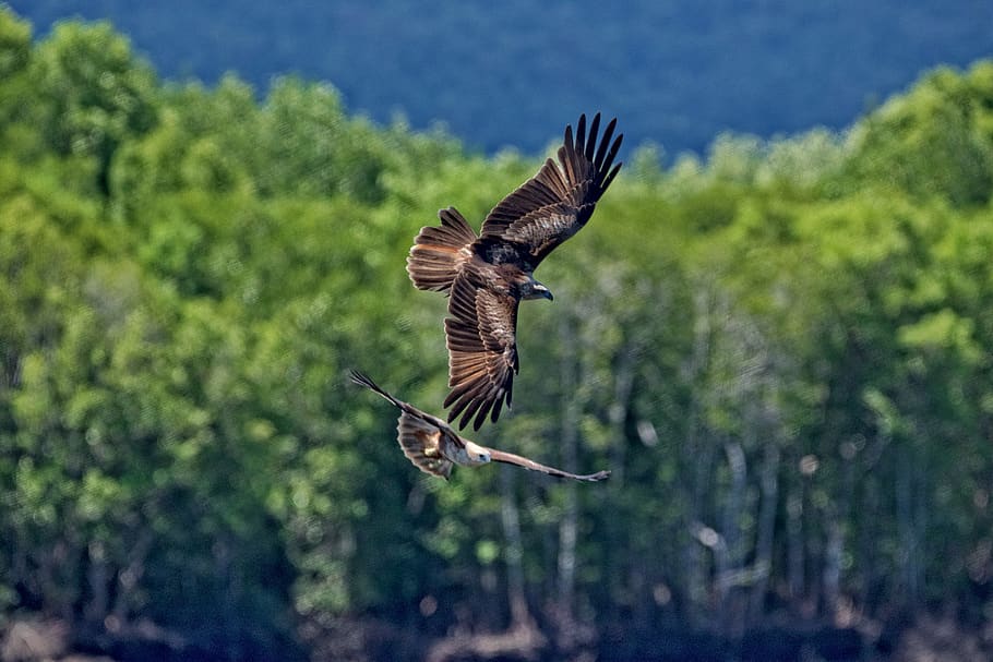 two birds flying at sky, animal, vulture, kite bird, accipiter