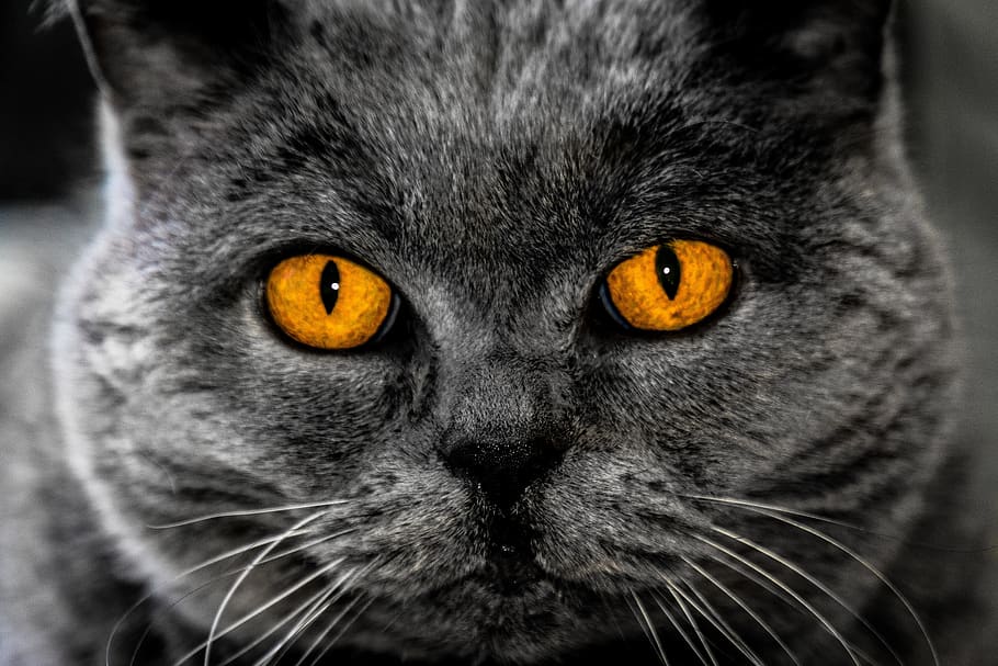 Short-fur Gray Cat, adorable, animal, background image, close-up HD wallpaper