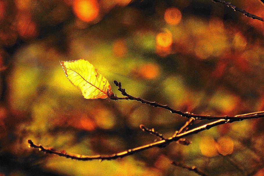 forest, leaf, branches, winter, autumn, last cockroach, fall color HD wallpaper