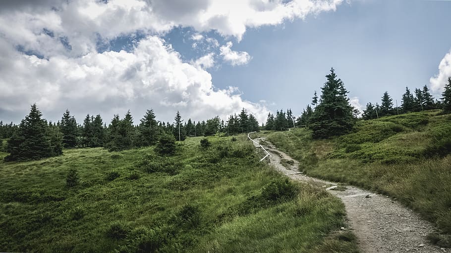 trees, forest, nature, landscape, path, walk, sky, clouds, afternoon HD wallpaper