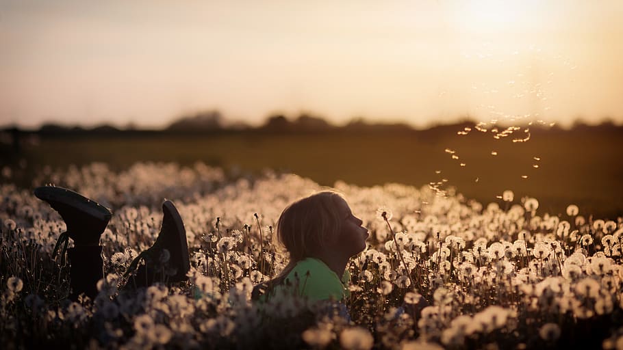 Girl Blowing A Dandelion Flower, bloom, blossom, dawn, field HD wallpaper