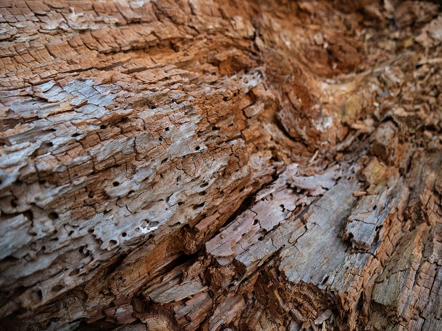 plant, tree, rock, tree trunk, outdoors, wood, nature, redwood HD wallpaper