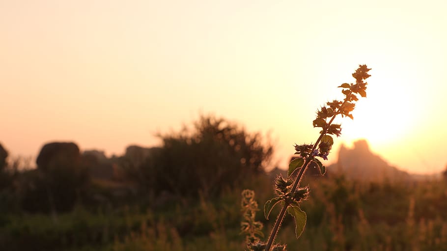 hampi, india, sunset, golden hour, grass, vegetation, orange, HD wallpaper
