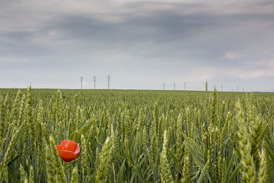 green plant field, flower, vegetable, flora, produce, grain, wheat HD wallpaper