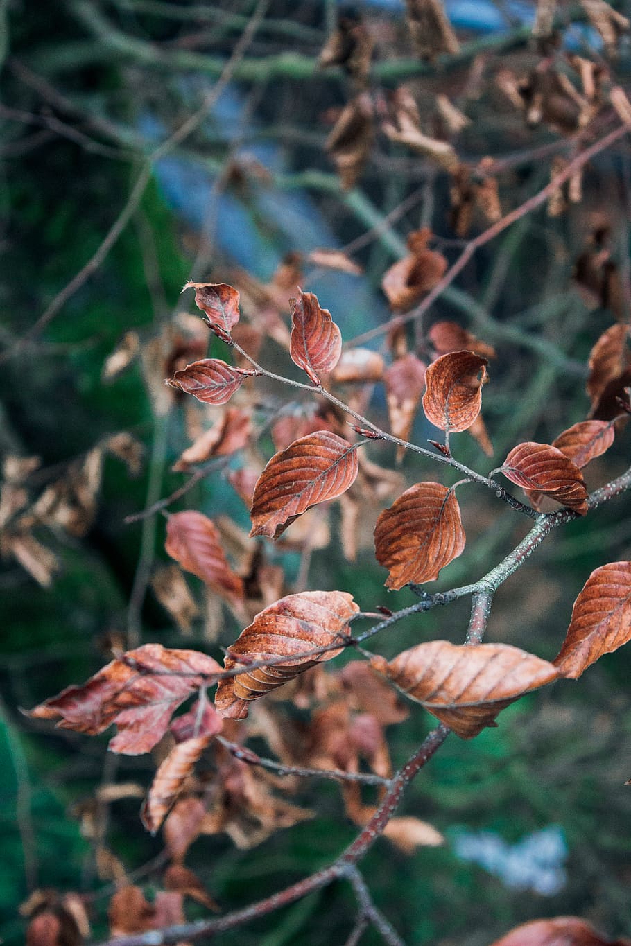 veins, leaf, plant, tree, nature, light, green, winter, forest HD wallpaper