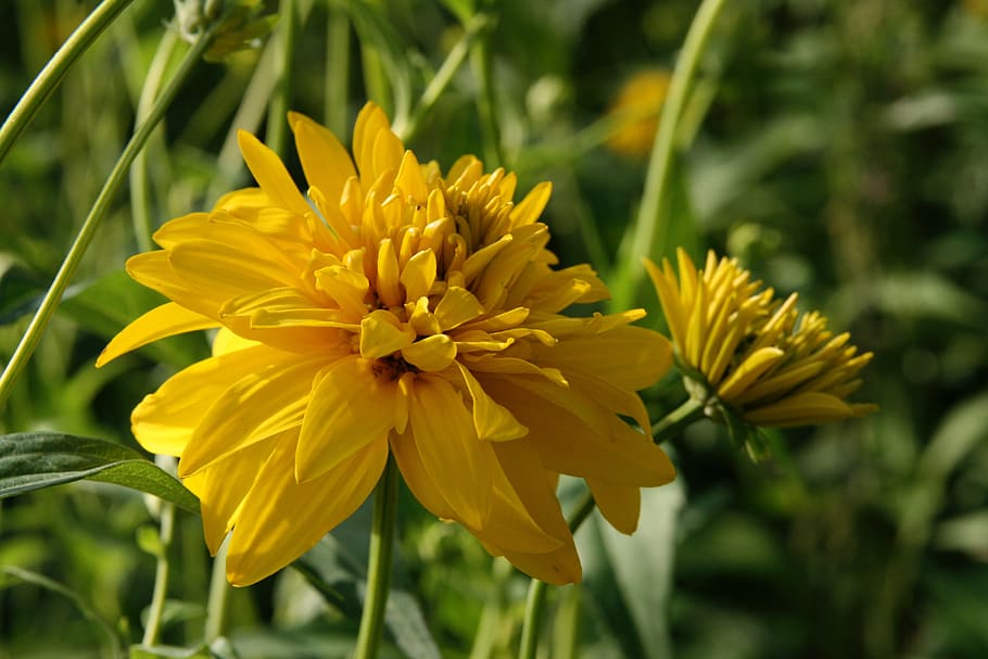 blossom, bloom, pointed flower, yellow, petals, flowering plant HD wallpaper