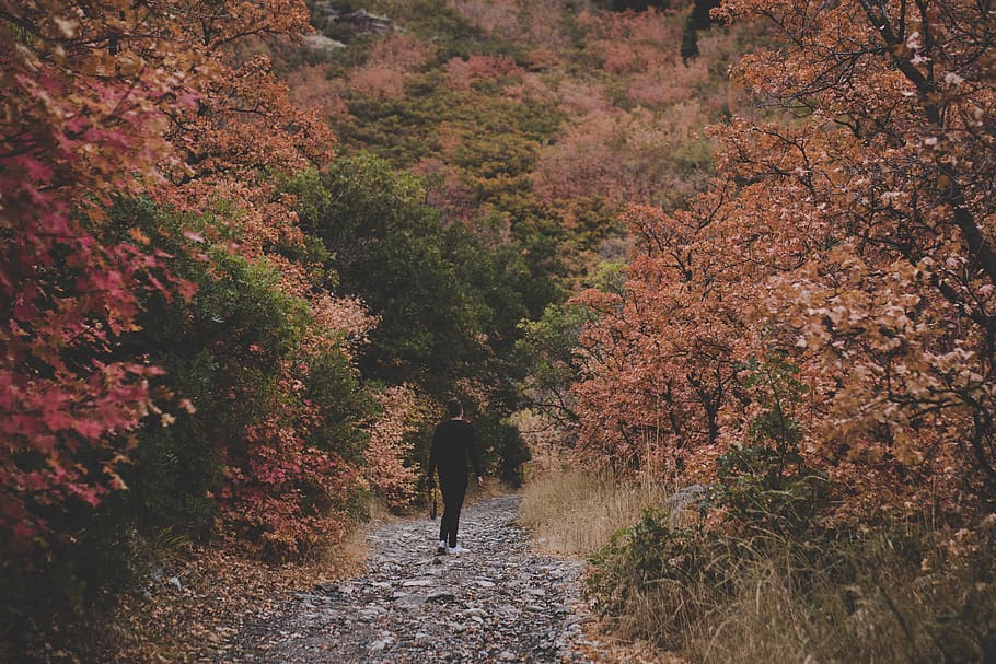 person walking on forest, wildlife, black bear, mammal, animal HD wallpaper