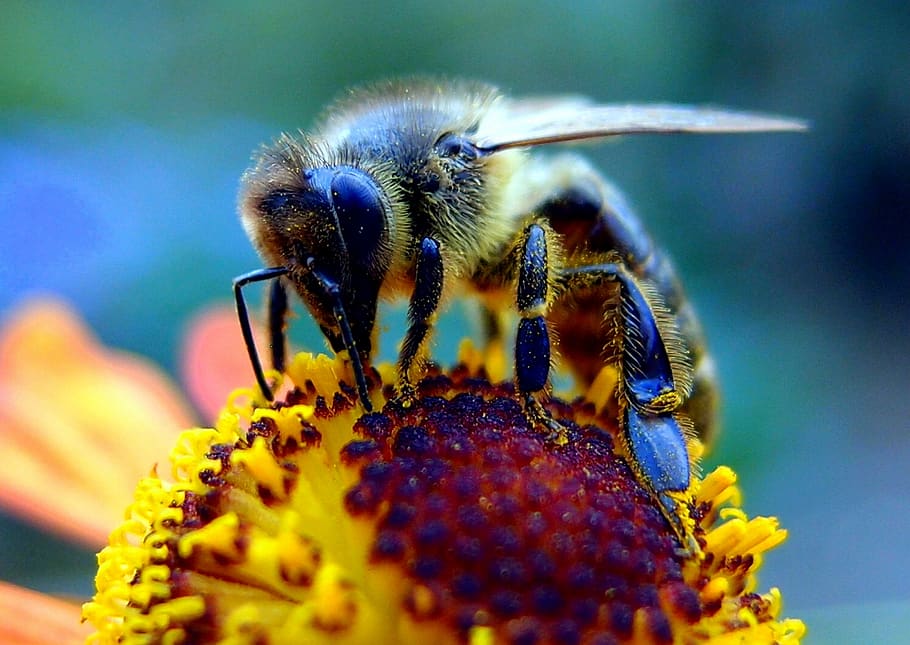 bee, flower, insect, spring, pollen, nectar, garden, plant HD wallpaper