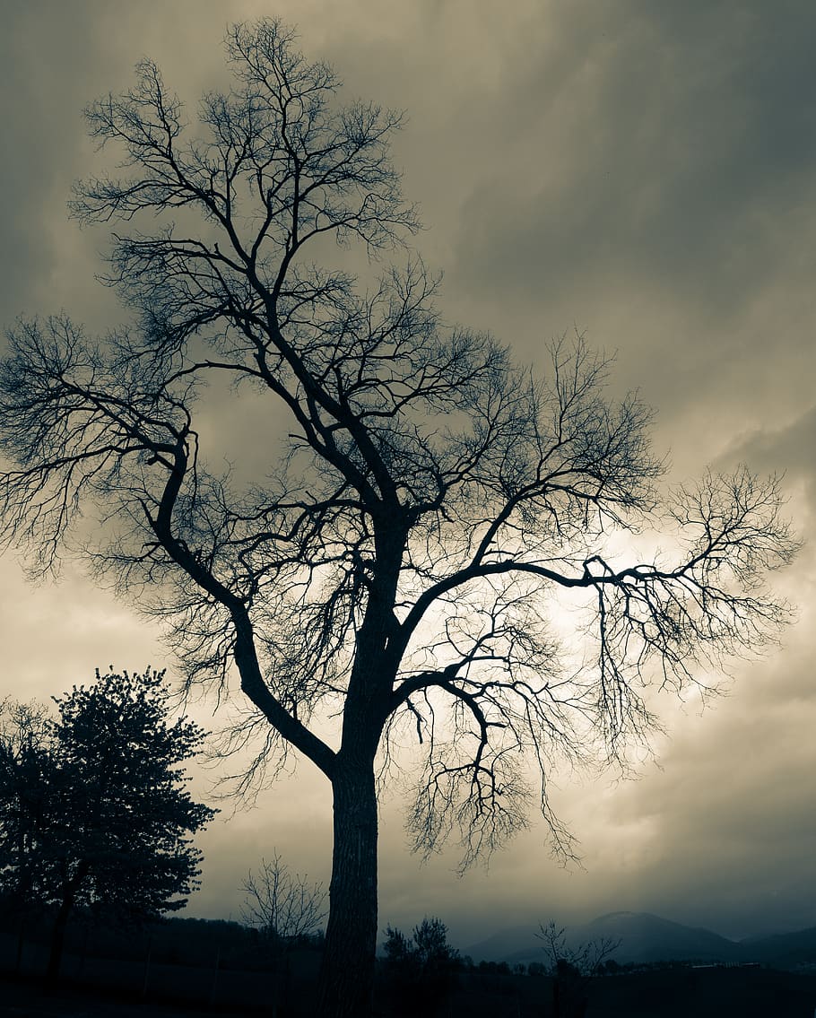 plant, tree, tree trunk, nature, silhouette, weather, outdoors HD wallpaper