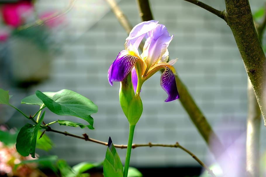 small network blade iris, lily, flower, nature, iridaceae, bloom HD wallpaper