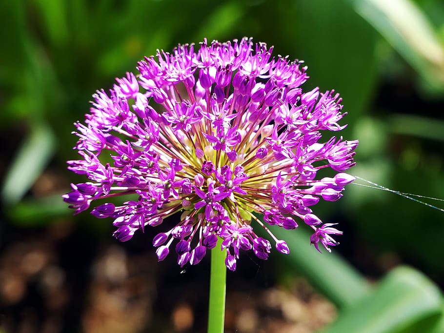 spring flower, purple, violet, nature, small flowers, close up HD wallpaper
