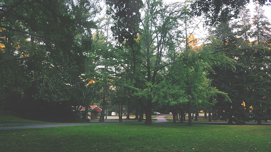 united states, montclair, plant, tree, park, growth, nature HD wallpaper