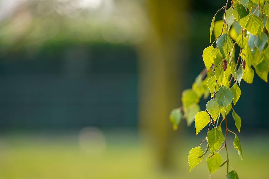 leaf, nature, tree, outdoors, bright, garden, season, wood, HD wallpaper
