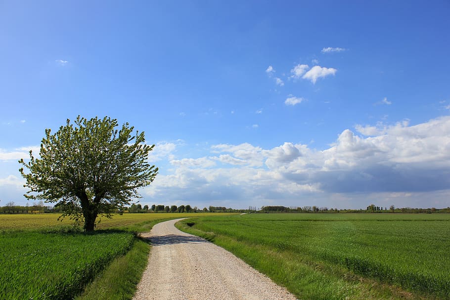landscape, nature, tree, field, sky, windows, desktop, agriculture HD wallpaper