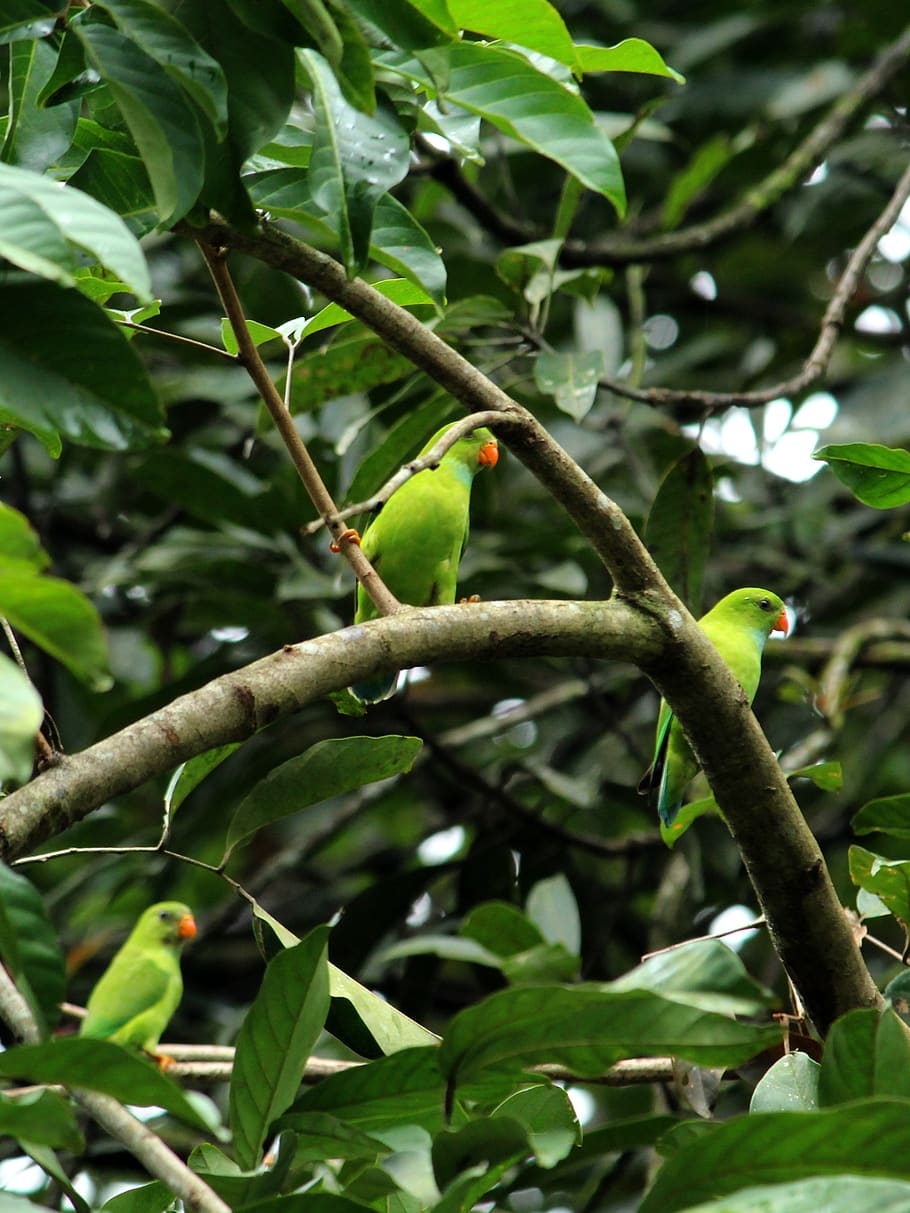 vernal, hanging, parrot, avian, bird, parakeet, plumage, creature, HD wallpaper