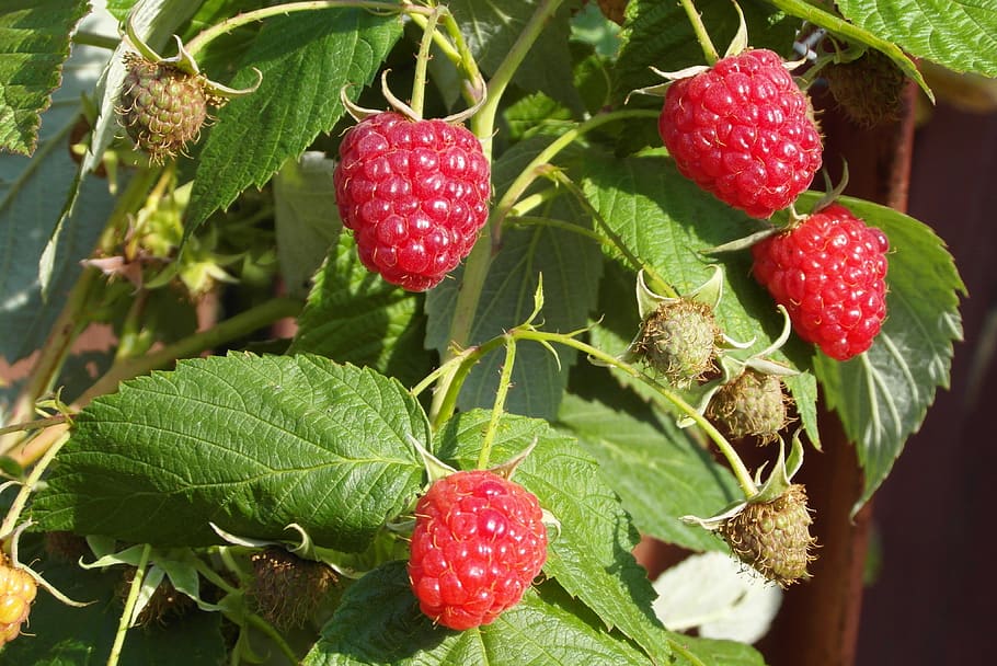 raspberries, fruit, red, mature, immature, vitamins, food, leaf HD wallpaper