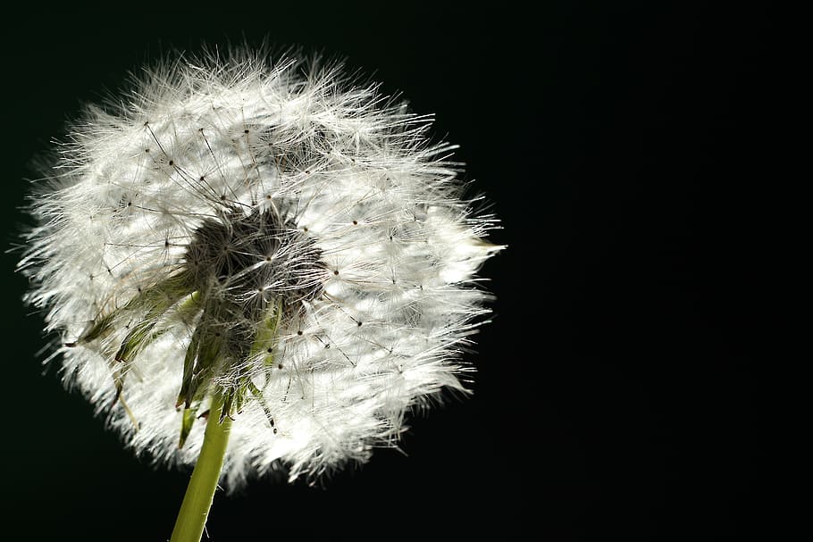 dandelion, backlighting, macro, close up, nature, flower, seeds HD wallpaper