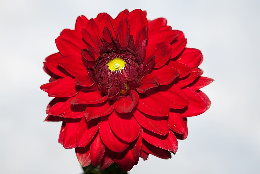 dahlia, flower, red, bloom, flower garden, color, vegetable, HD wallpaper