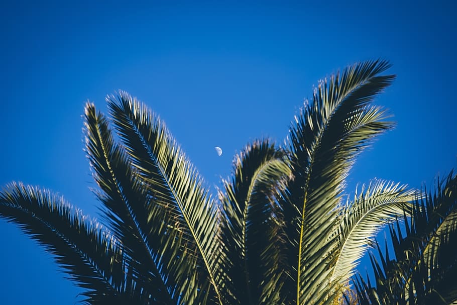 moon, palm, sky, day, travel, coast, landscape, growth, plant HD wallpaper