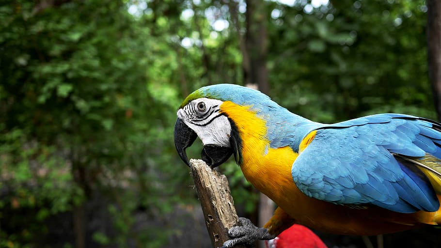 Scarlet Macaw, parrot, bird, animal, beak, ecuador, nature, yellow HD wallpaper