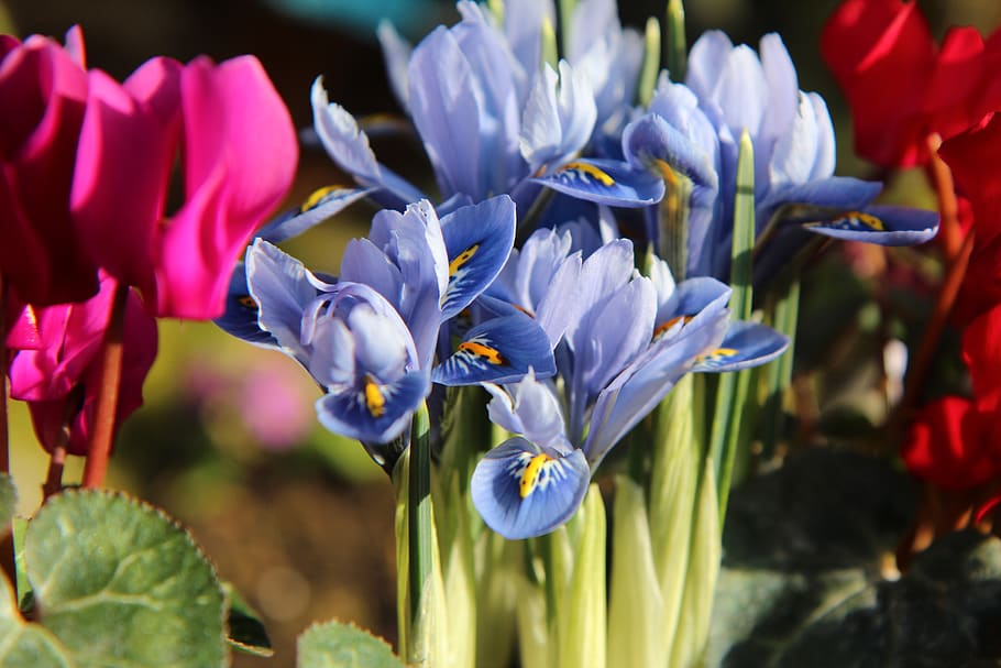 iris blue, plants, flowers, flowers bulbs, flowering plant HD wallpaper
