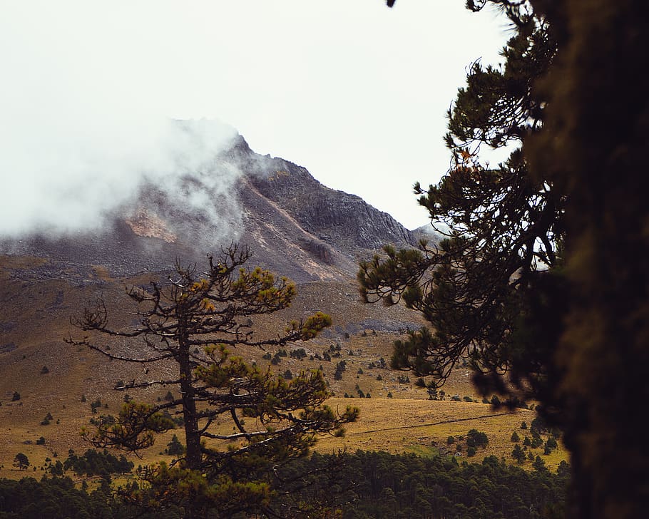 trees near mountain, mexico, nevado de toluca, outdoors, plateau HD wallpaper