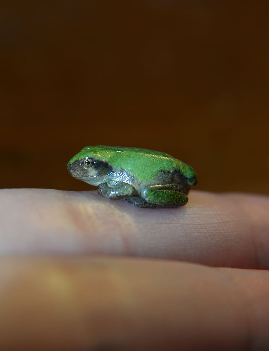 critter, tiny, small, background, finger, macro, closeup, wallpaper HD wallpaper